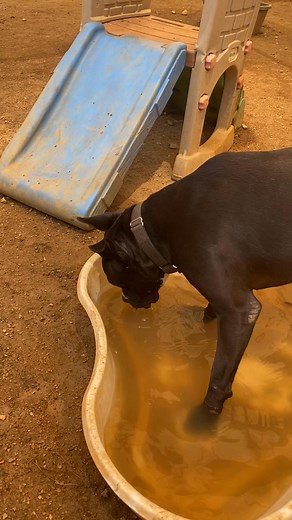 1.5K views · 52 reactions | Pool days?! In November? At over 1200 days, Jingle has waited a long time for a home, even becoming a senior while in our care. Jingle hasn’t been waiting idly though! Field trips, sleepovers, foster homes and top notch training with Every Dog Behavior and Training, Jingle knows you gotta work on yourself until your people find you! Adopt a really awesome senior dog. She’s waiting for you! | Austin Pets Alive Long Stay Dogs | Facebook