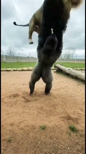 Silverback Gorilla Throws Lion – Insane Display of Power