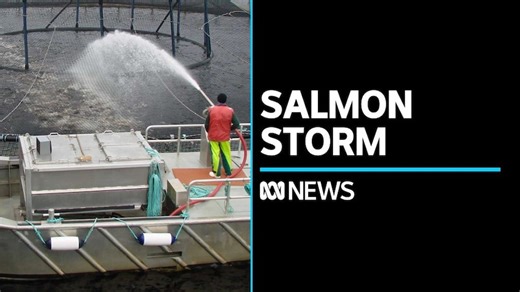 Salmon farming shutdown to save skate species could be catastrophic for Strahan