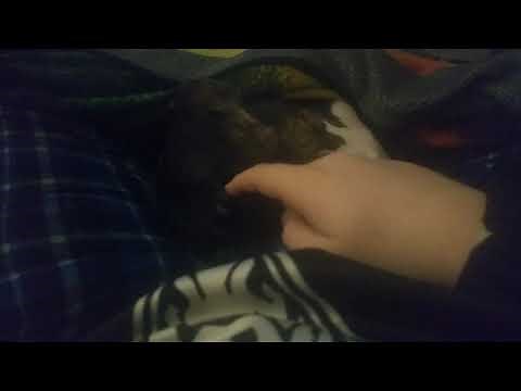 Man fingering his dog