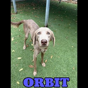 Meet Orbit. Orbit is a 10 month old neutered long haired Weimaraner. Orbit is current on shots, microchipped, great with other dogs and keeps his kennel clean. Orbit came from a hoarding situation and is a bit shy. However, we have placed several of his siblings and they are all doing very good. Please consider adopting this handsome young boy. | Arkansas Weimaraner Rescue