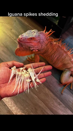 Iguana Spikes Shedding: Understanding the Process for Pet Lovers