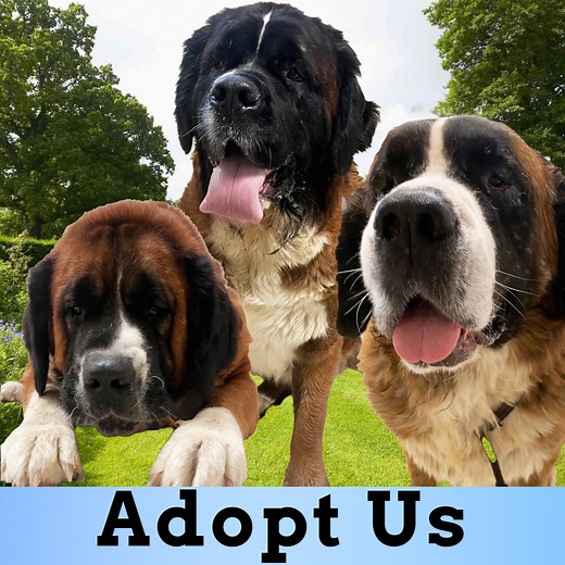 RESCUE ME…3 beautiful St. Bernards at Forever Paws Animal Shelter in Fall River Massachusetts need a loving home.. Please keep the family together and take all 3. These big, lovable, huggable, goofy, family pets will instantly be everyone’s best friend. Contact www.foreverpaws.com. I will personally thank the hero who adopts these 3 dogs and visit their new family! Frank Caprio #rescuedogs #mansbestfriend #saintbernards #saveadog | Frank Caprio