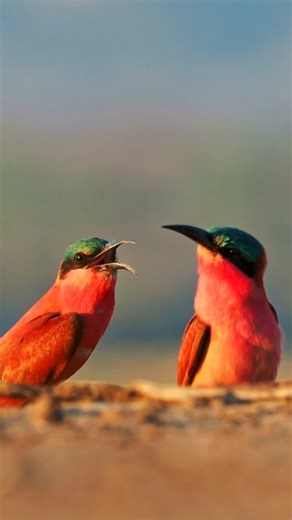 the beauty of madagascar #2025 #travel #madagascar #beach