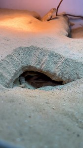 7.3K views · 129 reactions | Soon to be more toad head agama (Phrynocephalus mystaceus galli) eggs! Such a fun little species. #livingart #herpetoculture #reptiles #lizards #reptilebreeder #rarereptiles #reptile #lizardsofinstagram #reptilesofinstagram #toadheadagama #agama #phrynocephalusmystaceus | Living Art by Frank Payne | Facebook