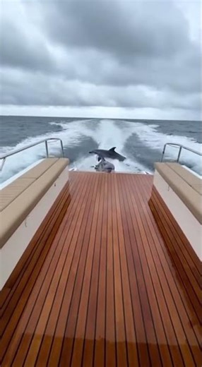 DESPERATE JUMP! Dolphins Escaped a Giant Wave Crash #oceanlife #wildlife #dolphins