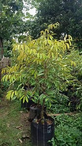 2.1K views · 21 reactions | Wa 085816147343 Bibit durian 1.5 sampai 2m | Woro Durian Banyumas | Facebook