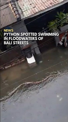 Python Spotted Swimming In Floodwaters Of Bali Streets