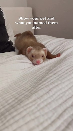 Moon and Ferrets: Sofia the First Ferret Video Compilation