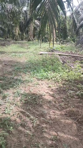 REPA MUSIK. (@repa.musik)’s videos with suara asli - zarkhoofficial