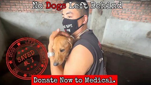 FROM DOG MEAT TRUCK TO MAGGOTS TO MEDICINE: The Rescue of Nash…This video documents the start of a grueling rescue operation. Our team tracked a truck of dog meat victims for days. You can see NASH on this truck…Following the truck led us to a hidden slaughterhouse where we saw Nash again, the dachshund mix…and so many other dogs. The scene at this slaughterhouse was unimaginable: Nash and others were trapped in a horrific dungeon of death before slaughter…the room deeply floored in feces, strew