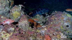 14K views · 476 reactions | Emerging explorer Jessica Cramp and her team dive to the depths of the Galapagos to explore never before seen creatures. | National Geographic Animals | Facebook