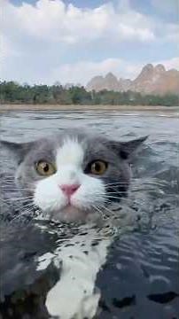 Cats That Actually Love Water! 😻 | Viral Cat Swimming Compilation