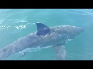 15 Foot Great White Shark Consumes Diver as Family Watches - Therese Cartwright