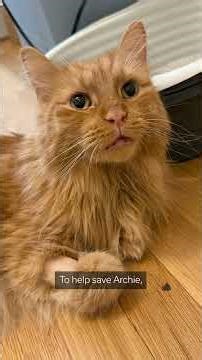 Meet Archie the Cat!