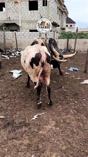 Yak Beef Farms: Sustainable Farming Practices in Ghana