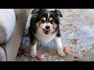 These pets can't catch a break 🤣 Funny Animal Compilation