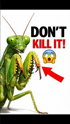 Why You Should Never Kill a Praying Mantis 😱 The Reason Will Surprise You!