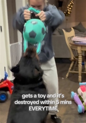 Rottweiler's Unstoppable Toy Destruction