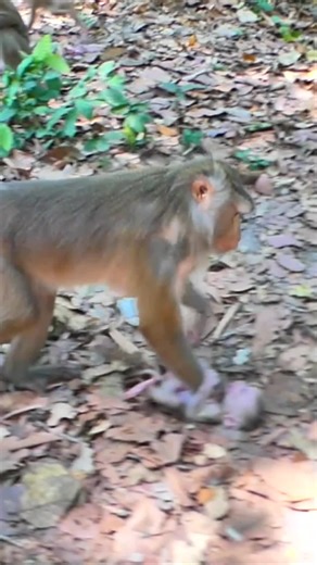 Levi's Adventure: A Mother's Discipline in the Wild