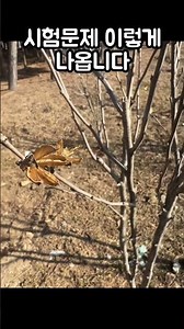 수목감별 조경기능사 산림기사 실기문제