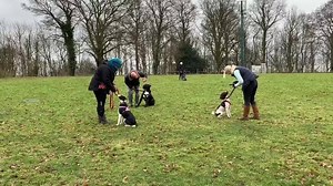 1.3K views · 30 reactions | Lifeskills - our class for adolescents. These dogs all came to our puppy classes, aren’t they doing well. | Dog Communication | Facebook