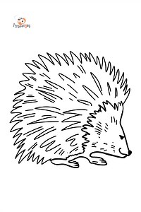 Porcupine coloring page ♥ Color Online for Free!