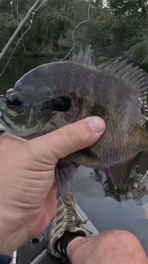 Big Bluegill Hammers the Swamp Spider #topwater #bluegill #bream #ultralightfishing