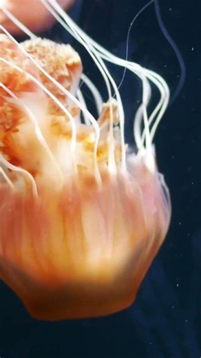 Why Deep Sea Creatures Get Creepier the Deeper You Go #DeepSea #OceanMystery #shorts