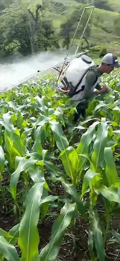 APLICACIÓN DE INSECTICIDAS Y FUNGICIDA VÍA SOBRE FOLIAR CON AGUILON EN EL CULTIVO DE MAÍZ (ELOTE).