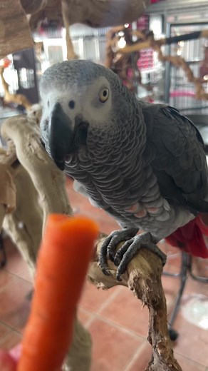 4.3K views · 145 reactions | African Grey Parrot’s Funny Reaction! #africangreyparrot #adoptedpets #funnyanimals #parrots #birds #cute | Parrot Playhouse | Facebook