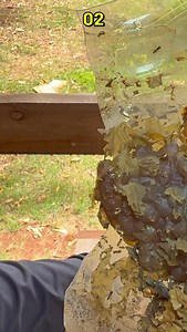 128K views · 2.3K reactions | Do ninho-isca para a caixa: Uma nova casa para as abelhas Jataí. No final do processo, posicionei a nova colmeia no mesmo local da isca para que as campeiras reencontrassem sua casa e pudessem entrar para iniciar os reparos. Quatro meses depois, a colônia segue firme e saudável. Em breve, mais próximo da primavera, mostrarei como está a evolução.! | Carlos Freitas Abelhas Nativas | Facebook