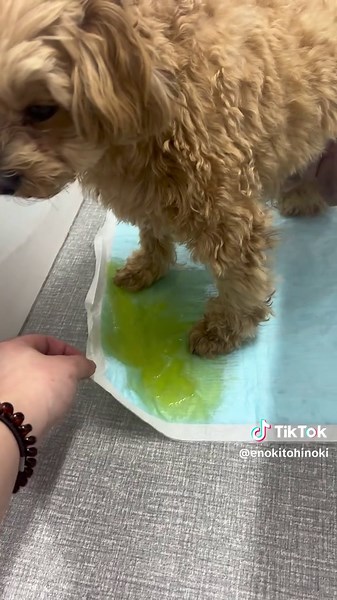 病院でのマルプーのハプニング体験