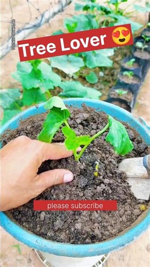 amazing fact about tree 🌲🌴 amazing facts। I am tree lover 🥰#shorts #tree #viral