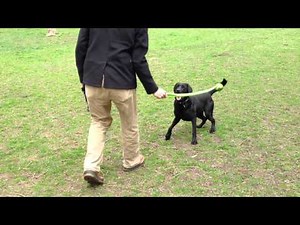 Black Lab Playing Fetch