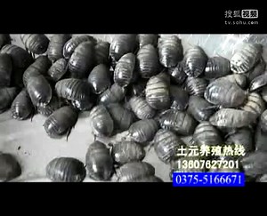 土鳖地鳖虫中华土元养殖技术)视频河南土元养殖基地