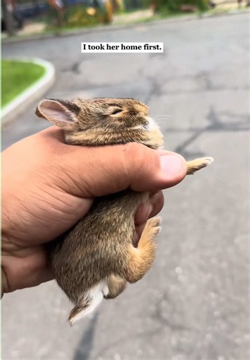 Cute rabbit#rescue #animals #fyp #fyp #rabbit #bunny | rabbits