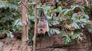 Next time you visit JungleWorld, make sure you look up to see the Rodrigues fruit bats hanging out in the trees. Which reminds us, this would be the perfect weekend to hang out with us at the zoo. | Bronx Zoo