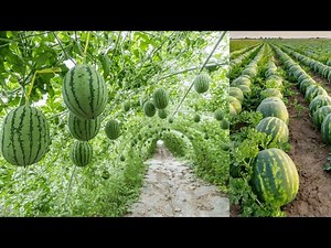 🍉 Organic Watermelon Farming | Agri Farming