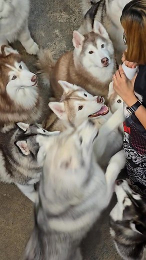 Hi, We are open everyday😀No need to make a reservation, please just walk in since it is a first come first served system. *Petting time, 11.45 am to 12.45 pm = 350 Baht **Petting time 2.45 pm to 3.45 pm = 350 Baht *Play time, 1 to 2 pm = 350 Baht **Playtime 4 to 5 pm = 350 Baht COMBO = Petting & Playtime, 2 hours for only 500 Baht WE ACCEPT CASH ONLY🙏 ***For the petting time, the dogs come to the playground group by group and you can pet them and take pictures and VDO with them. ***For the pla