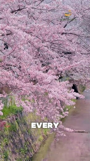 Cherry Blossom Viewing – Japan #amerika #worldexplorer #facts