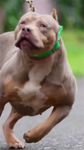 aggressive Pitbull