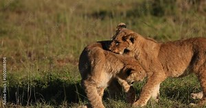 Two baby lions playing in the savannah