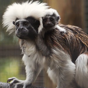 41K views · 2.1K reactions | This baby cotton-top tamarin is a miracle 懶 A sign of hope for a critically endangered species. : Chester Zoo #Endangered #animals #conservation #adorable | Animal Planet | Facebook
