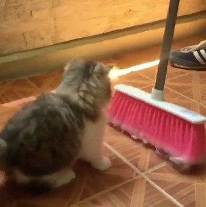 5M views · 61K shares | I can't stop laughing at this kitten having a fight with a broom  | UNILAD | Facebook
