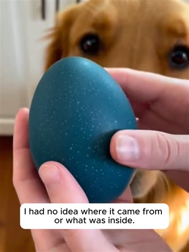 We Hatched the Strange Egg My Dog Found 😱🥚#animal #rescue #wholesome #dog #emu