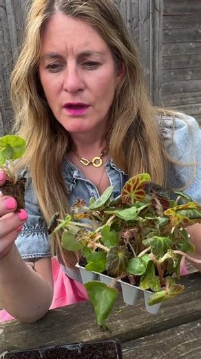 How to plant standard plant plugs