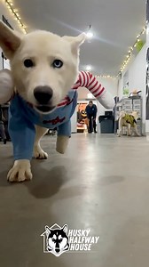 24K views · 826 reactions | It’s today! Today starts my favorite time of the year!! 朗 #halloween #fallvibes #huskyhalfwayhouse | Husky Halfway House | Facebook