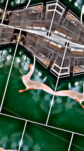 #funny Duck😂😂 | Funny Memes