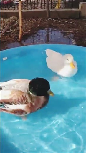 Cute Duck Swimming in Pool 🦆💦 | Relaxing & Funny Animal Video